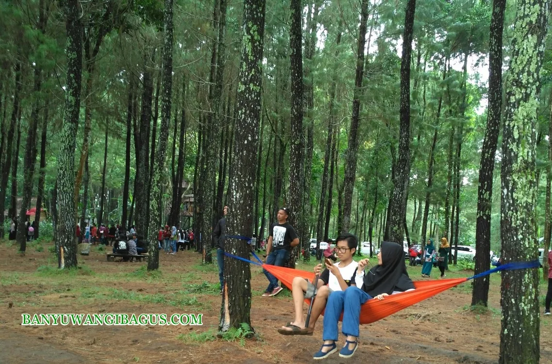 wisata pinus camp songgon, pinus camp songgon, camping: Mengapa Wisata Pinus Camp Songgon Layak Masuk Rencana