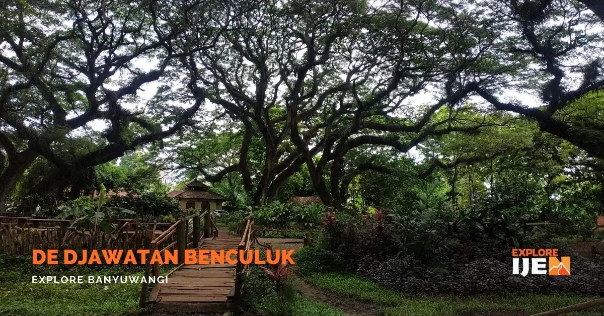 de djawatan benculuk, de djawatan banyuwangi, hutan: Pesona Hutan De Djawatan Benculuk: Spot Foto Hutan Lord of