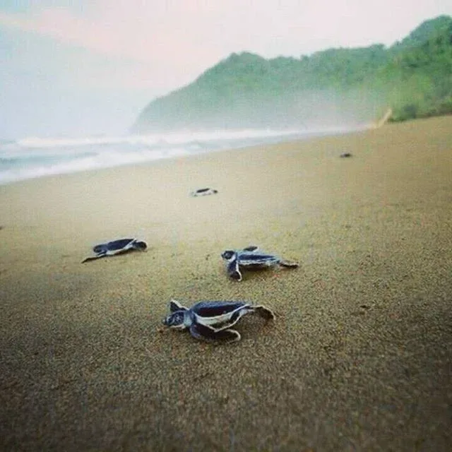 pantai sukamade banyuwangi, pantai sukamade, penyu