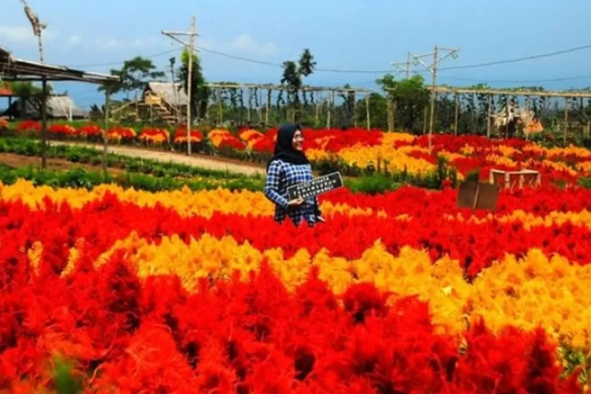 agrowisata tamansuruh banyuwangi, agrowisata tamansuruh,