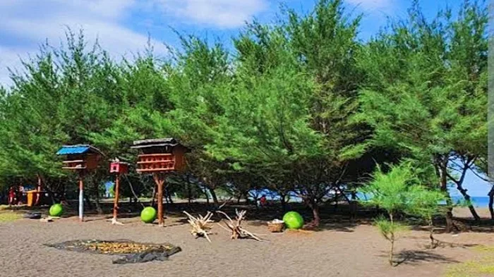 pantai cemara banyuwangi, pantai cemara, hutan cemara: Daya Tarik Penangkaran Penyu bagi Wisata Edukasi