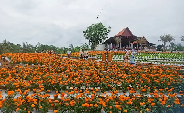 agrowisata tamansuruh banyuwangi, agrowisata tamansuruh, - Tips Berkunjung ke Taman Bunga Kemiren agar Puas