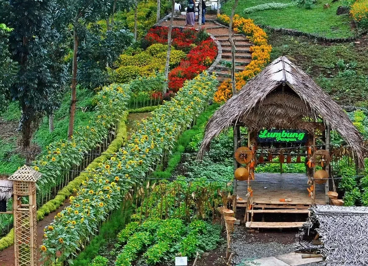 agrowisata tamansuruh banyuwangi, agrowisata tamansuruh,: Tradisi Osing dan Keterkaitannya dengan Wisata