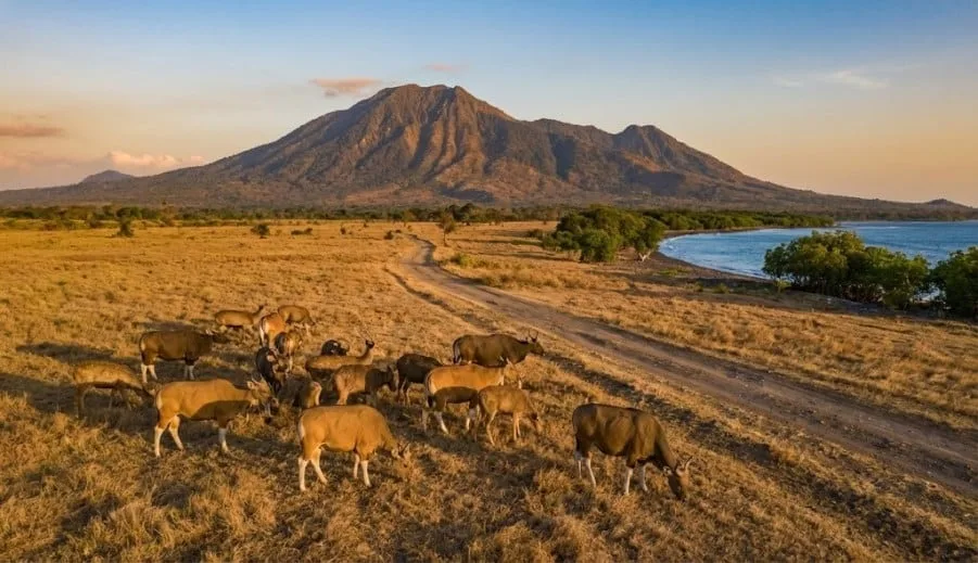 taman nasional baluran banyuwangi, baluran banyuwangi,