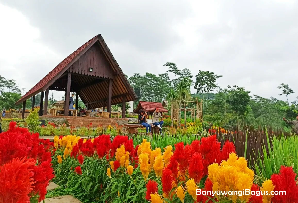 agrowisata tamansuruh banyuwangi, agrowisata tamansuruh,: Daya Tarik Utama: Taman Bunga Kemiren yang Warna-Warni