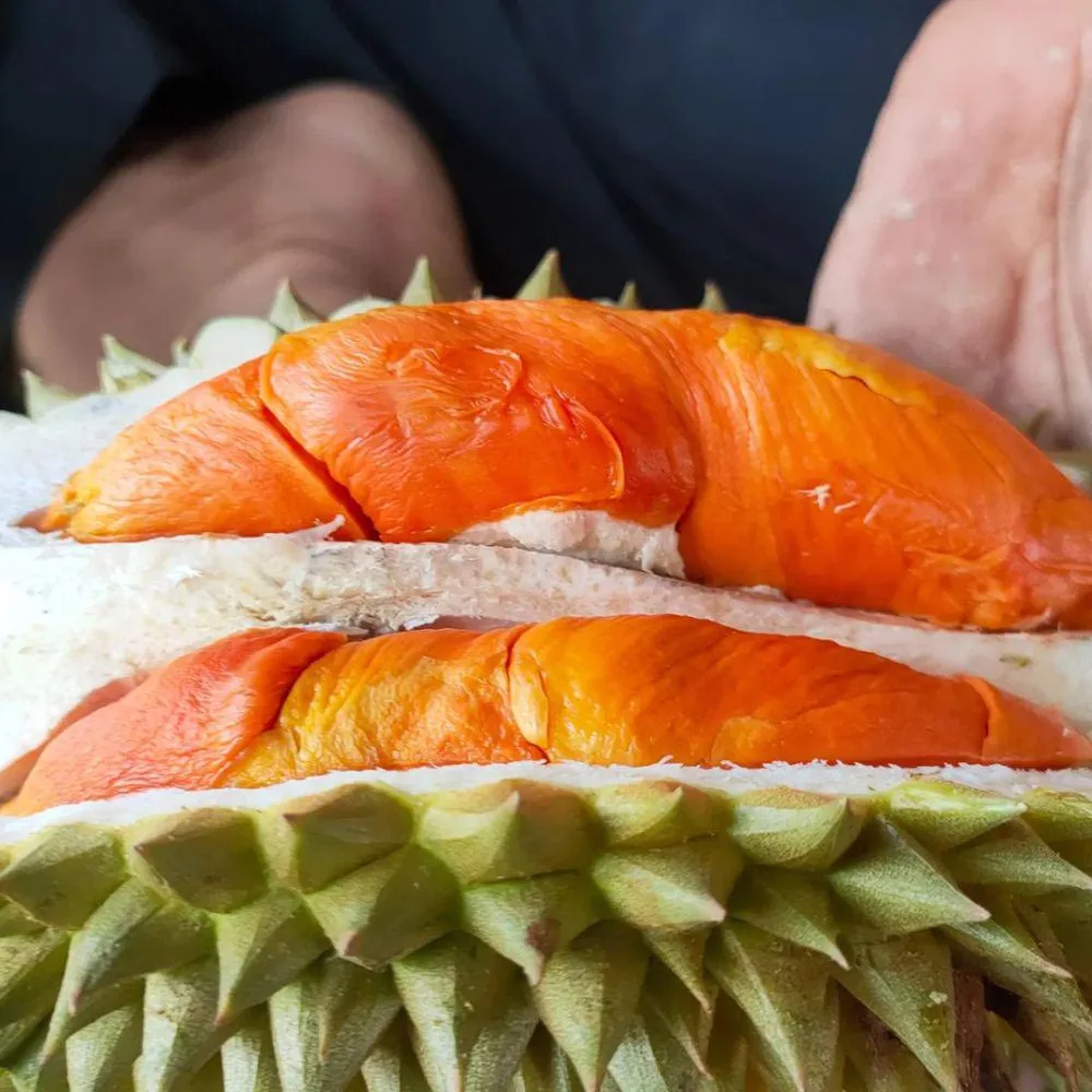 durian merah banyuwangi, durian merah, buah durian merah,: Sisi Ekonomi: Potensi Durian Merah Banyuwangi di Pasar