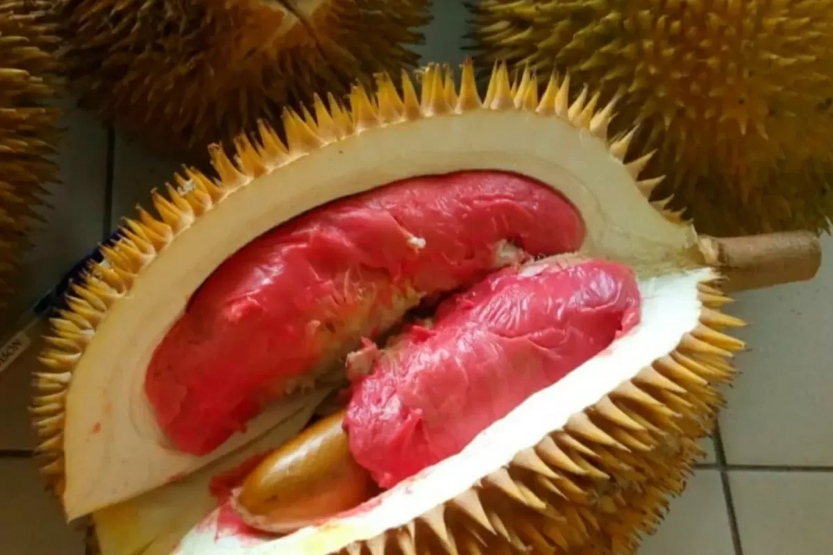 durian merah banyuwangi, durian merah, buah durian merah, - Merangkum Keistimewaan Durian Merah Banyuwangi