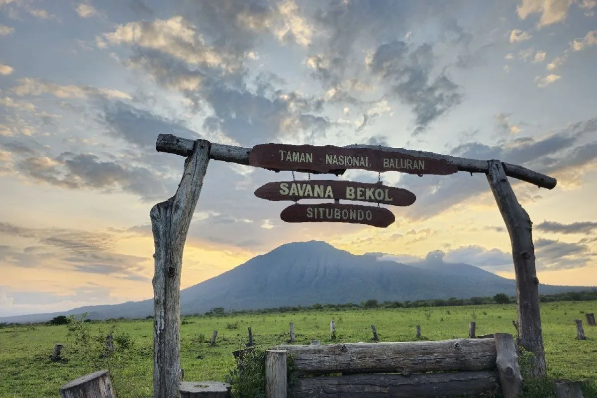 taman nasional baluran banyuwangi, baluran banyuwangi,: Eksplorasi Taman Nasional Baluran: Savana Bekol, Pantai