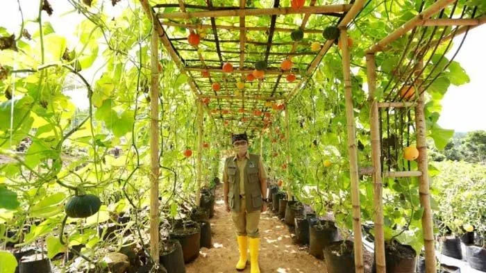 agrowisata tamansuruh banyuwangi, agrowisata tamansuruh,
