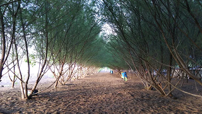 pantai cemara banyuwangi, pantai cemara, hutan cemara