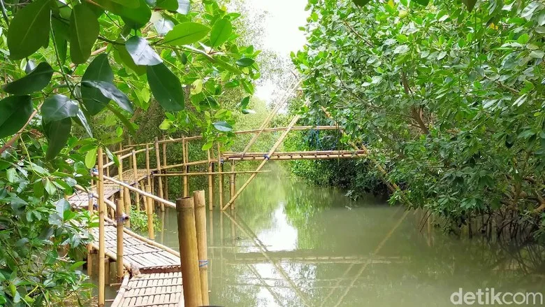 pantai cemara banyuwangi, pantai cemara, hutan cemara