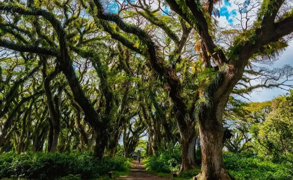 de djawatan benculuk, de djawatan banyuwangi, hutan