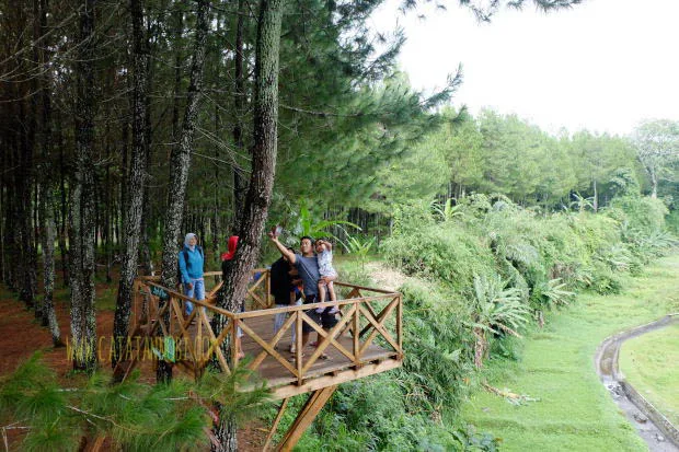 wisata pinus camp songgon, pinus camp songgon, camping