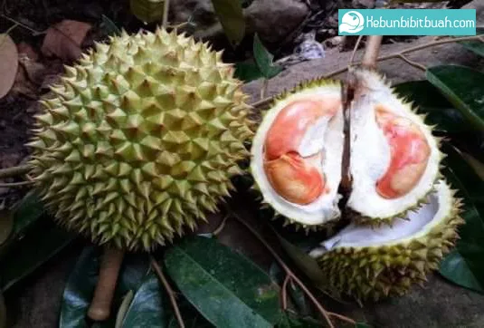 durian merah banyuwangi, durian merah, buah durian merah,