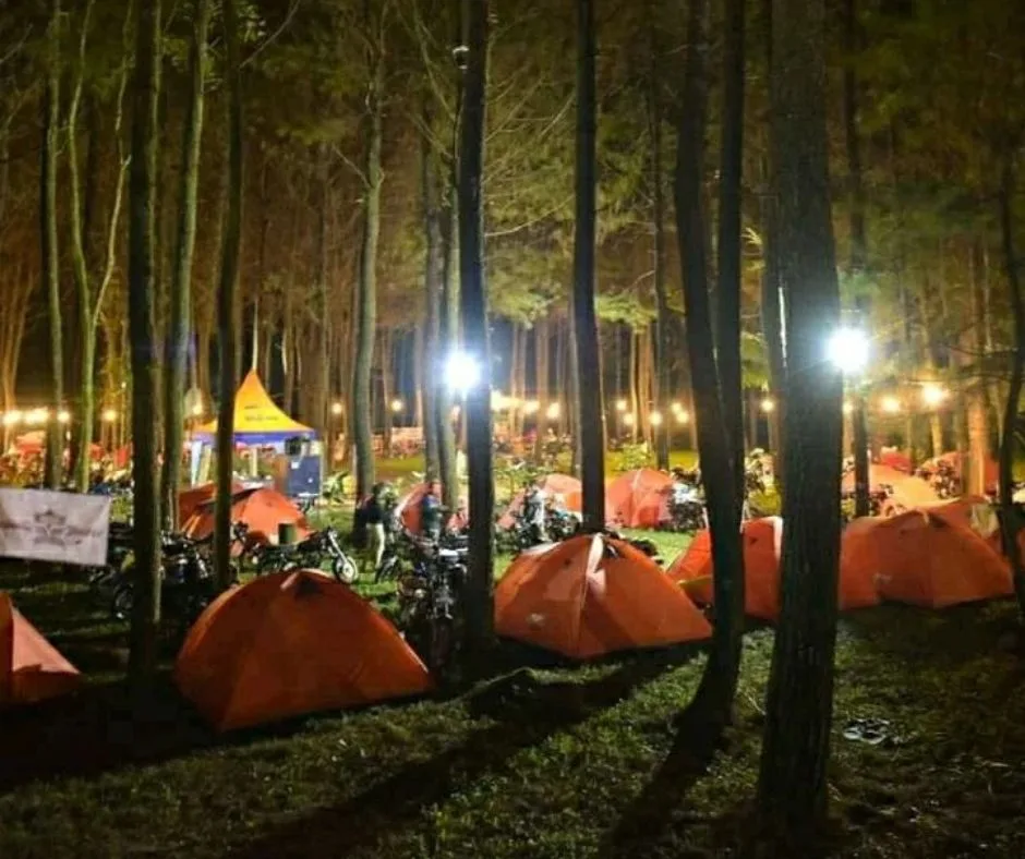 wisata pinus camp songgon, pinus camp songgon, camping - Mengapa Hutan Pinus Songgon Jadi Magnet Camping Keluarga