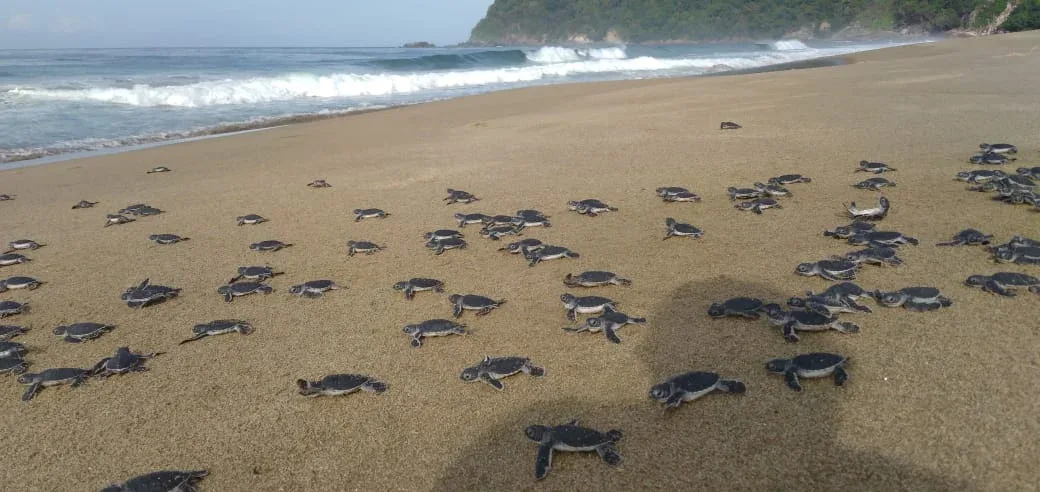 pantai sukamade banyuwangi, pantai sukamade, penyu: Mengenal Ekosistem Meru Betiri Sukamade yang Menjadi Rumah