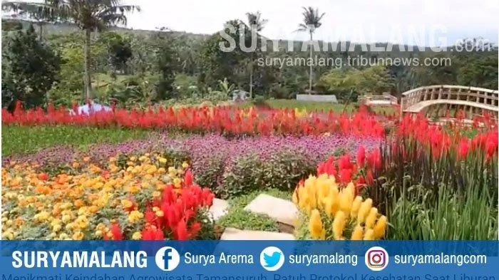 agrowisata tamansuruh banyuwangi, agrowisata tamansuruh,