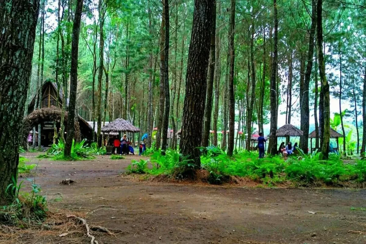 wisata pinus camp songgon, pinus camp songgon, camping: Aktivitas Wisata Pinus Banyuwangi Selain Camping