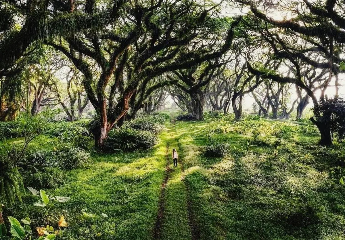 de djawatan benculuk, de djawatan banyuwangi, hutan