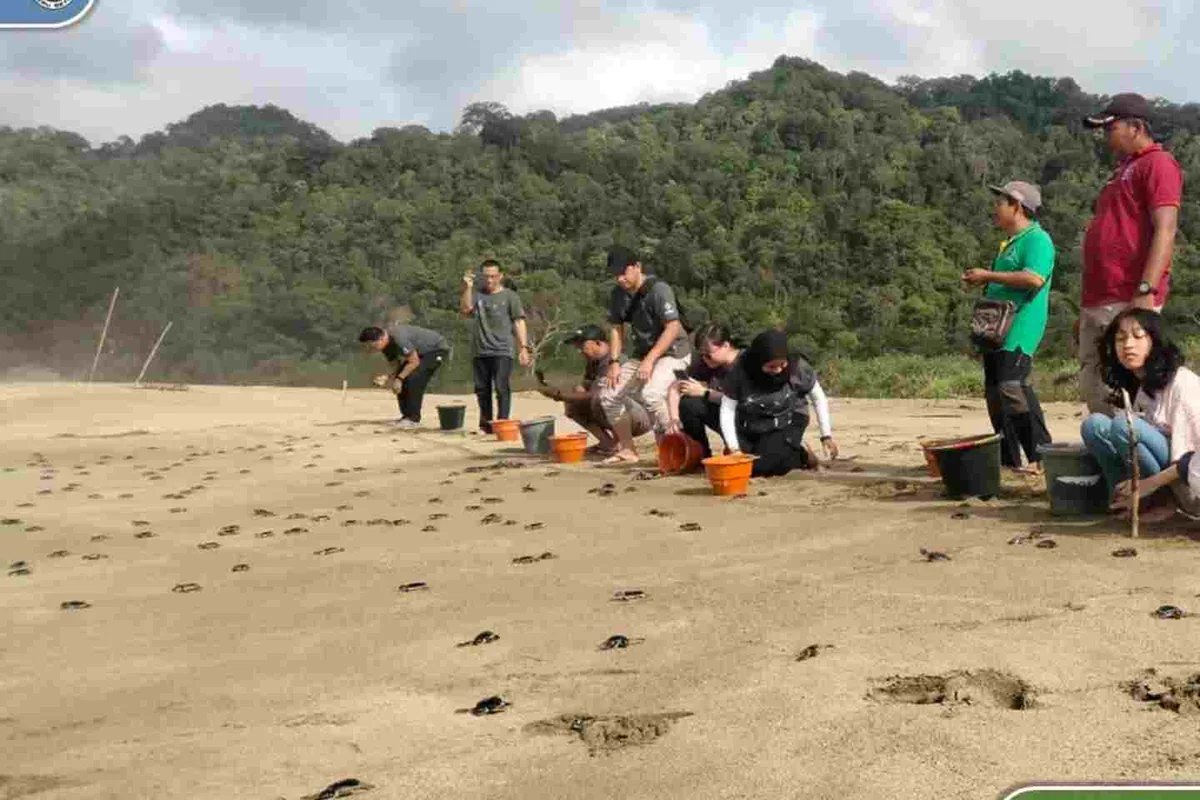 pantai sukamade banyuwangi, pantai sukamade, penyu