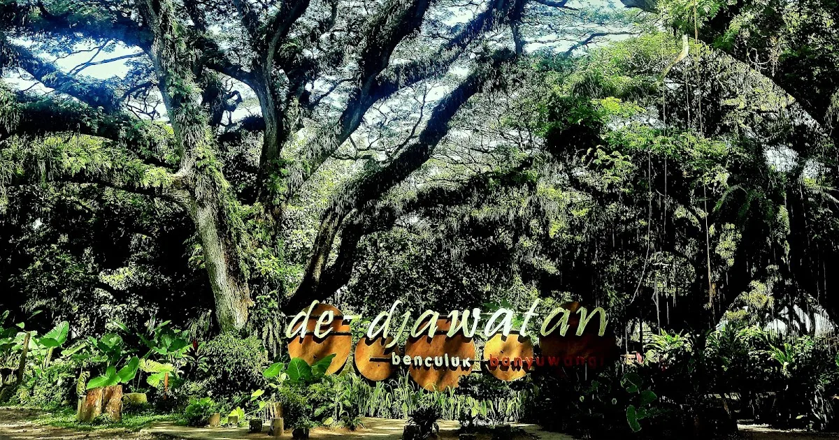 de djawatan benculuk, de djawatan banyuwangi, hutan
