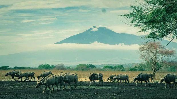 taman nasional baluran banyuwangi, baluran banyuwangi, - Pertanyaan yang Sering Muncul Seputar Wisata Baluran