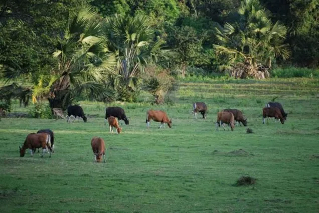 taman nasional alas purwo, alas purwo banyuwangi, wisata
