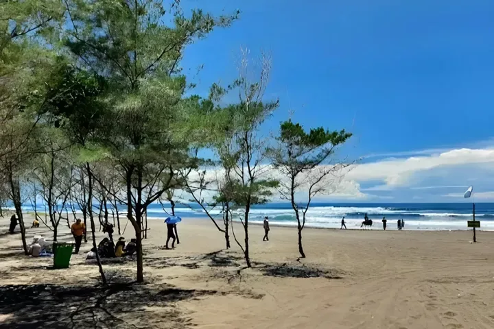 pantai cemara banyuwangi, pantai cemara, hutan cemara