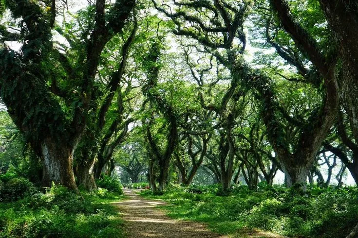 de djawatan benculuk, de djawatan banyuwangi, hutan