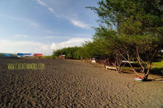 pantai cemara banyuwangi, pantai cemara, hutan cemara