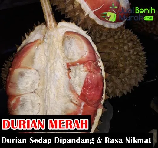 durian merah banyuwangi, durian merah, buah durian merah,