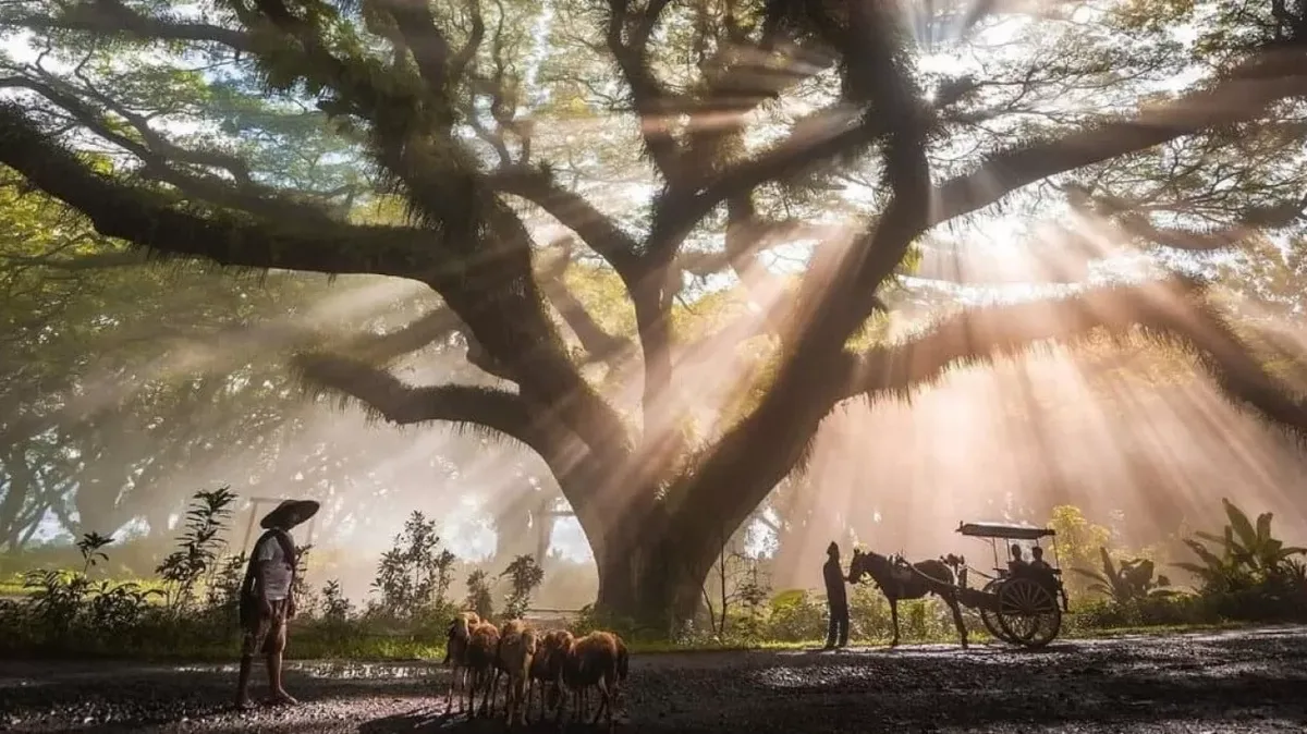 de djawatan benculuk, de djawatan banyuwangi, hutan