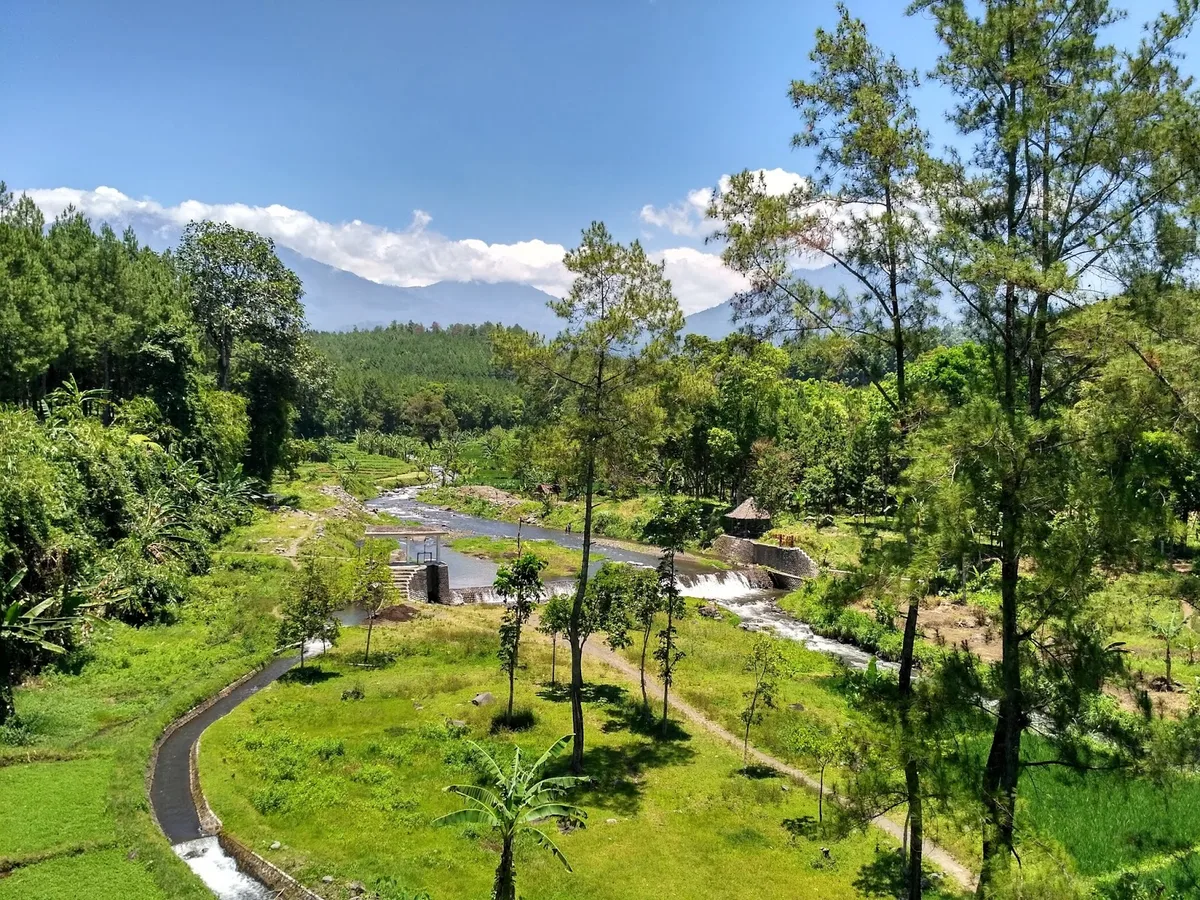 wisata pinus camp songgon, pinus camp songgon, camping