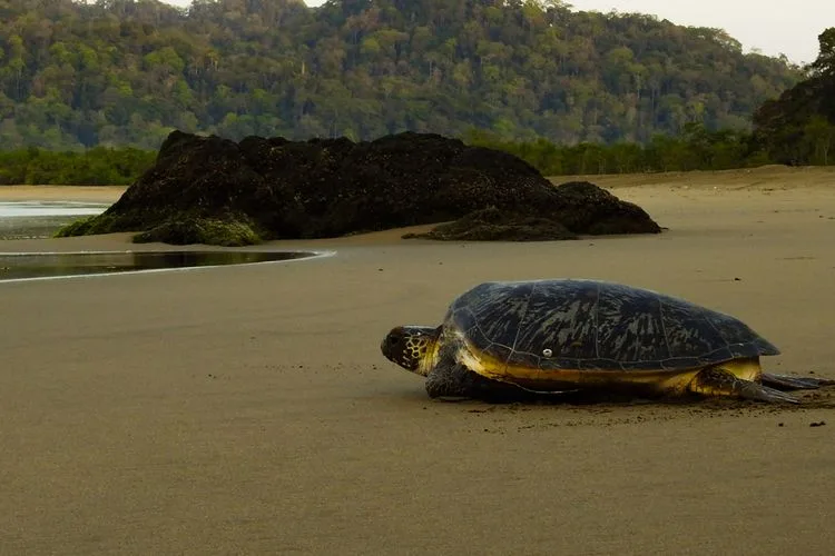 pantai sukamade banyuwangi, pantai sukamade, penyu: Panduan Memilih Paket Tour Sukamade yang Bertanggung Jawab
