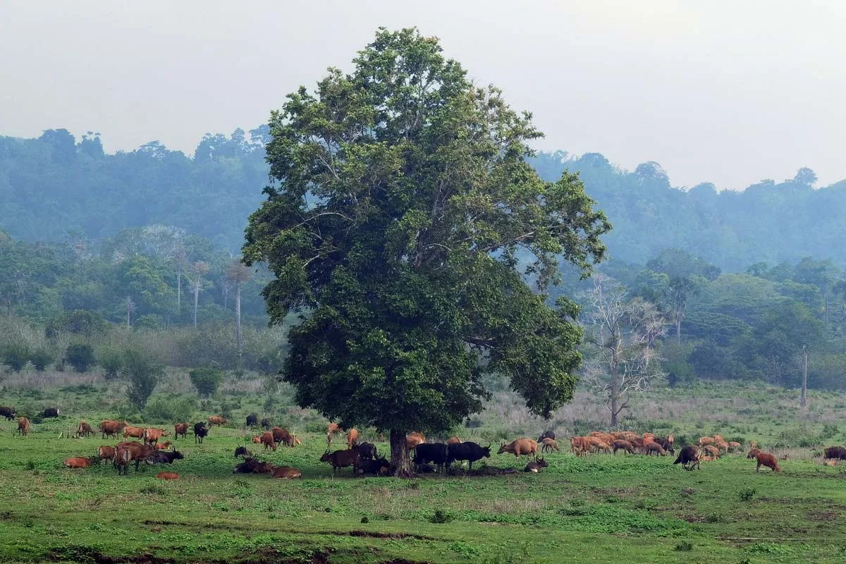 taman nasional alas purwo, alas purwo banyuwangi, wisata
