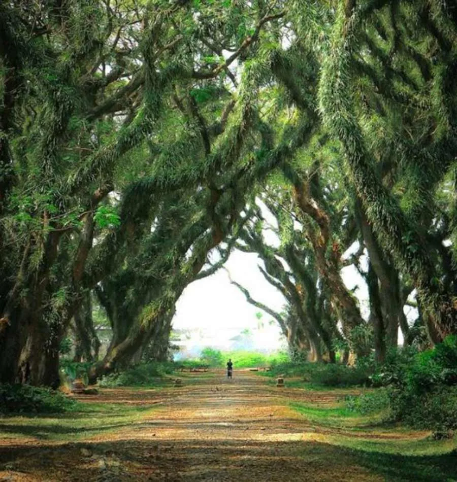 de djawatan benculuk, de djawatan banyuwangi, hutan: Spot Foto Terbaik di Hutan De Djawatan Benculuk