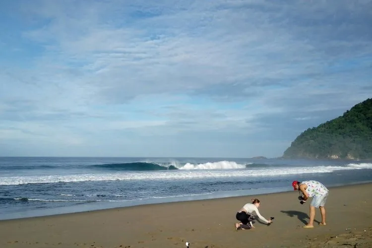 pantai sukamade banyuwangi, pantai sukamade, penyu