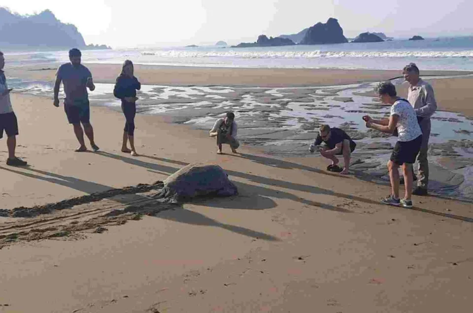 pantai sukamade banyuwangi, pantai sukamade, penyu