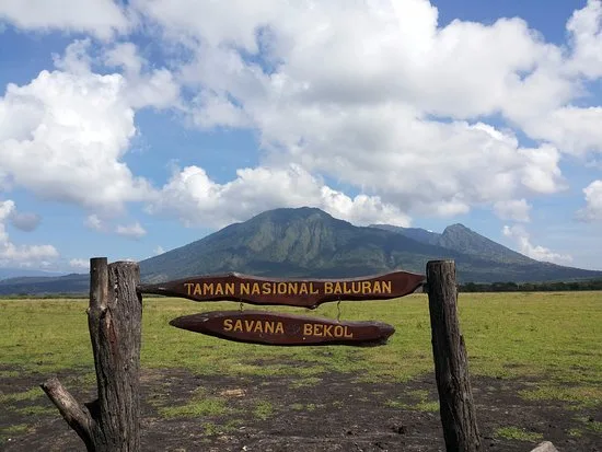 taman nasional baluran banyuwangi, baluran banyuwangi,: Savana Bekol Baluran: Jantung Terbuka dari Africa Van Java