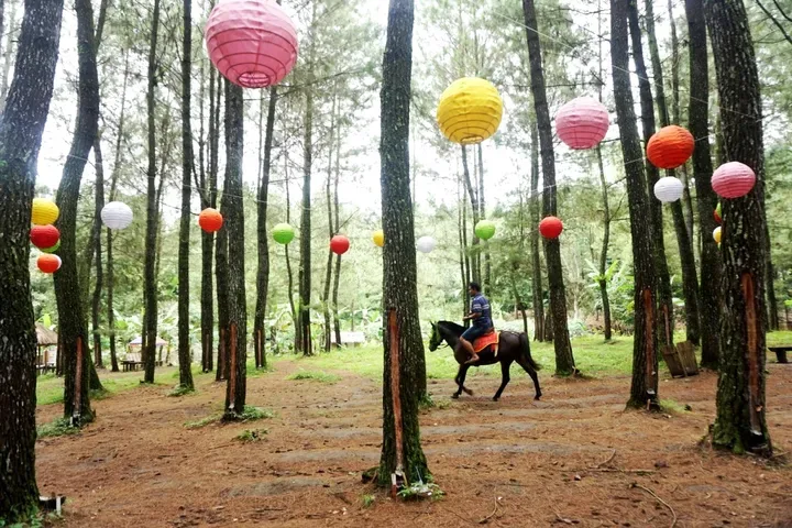 wisata pinus camp songgon, pinus camp songgon, camping