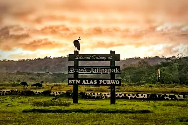 taman nasional alas purwo, alas purwo banyuwangi, wisata - Pertanyaan yang Sering Diajukan tentang Wisata Alas Purwo