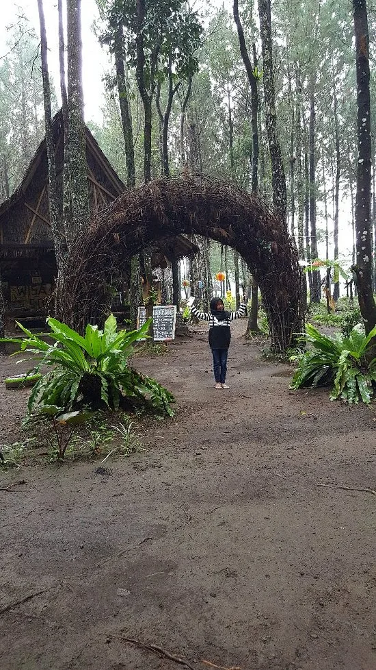 wisata pinus camp songgon, pinus camp songgon, camping