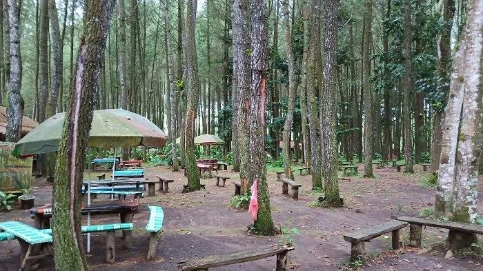 wisata pinus camp songgon, pinus camp songgon, camping - Kesalahan yang Sering Dilakukan Pengunjung Pertama Kali