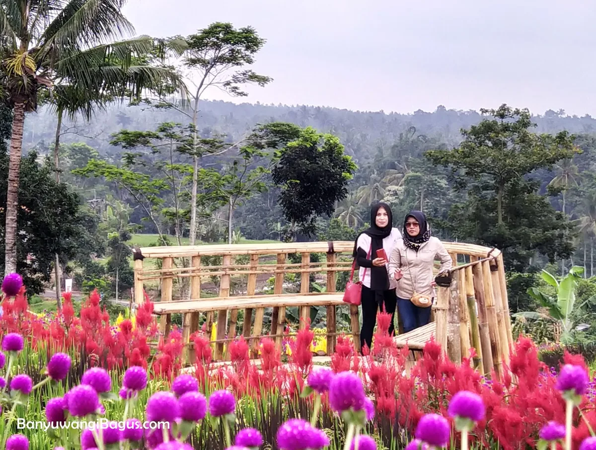 agrowisata tamansuruh banyuwangi, agrowisata tamansuruh,: Sejarah Singkat dan Peran Masyarakat Desa Kemiren