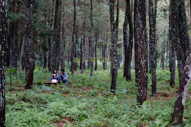 wisata pinus camp songgon, pinus camp songgon, camping