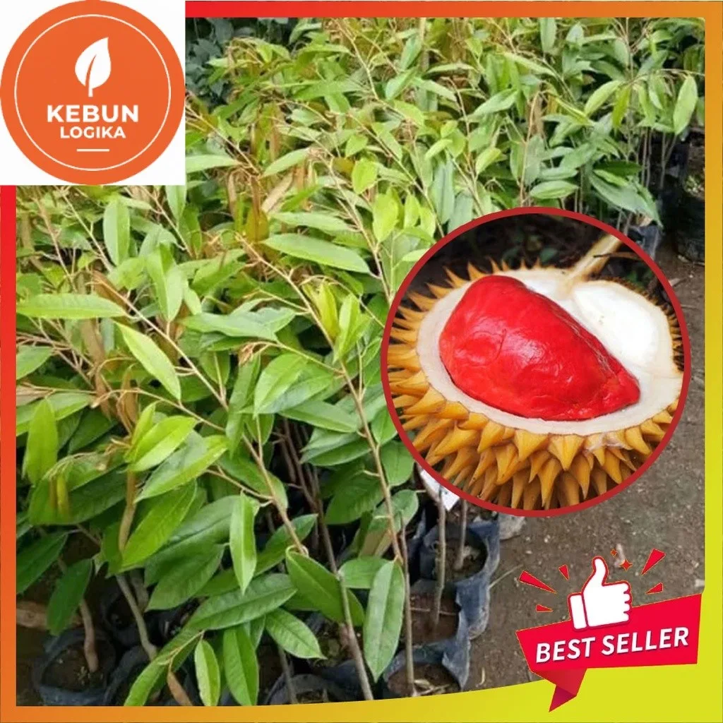 durian merah banyuwangi, durian merah, buah durian merah,