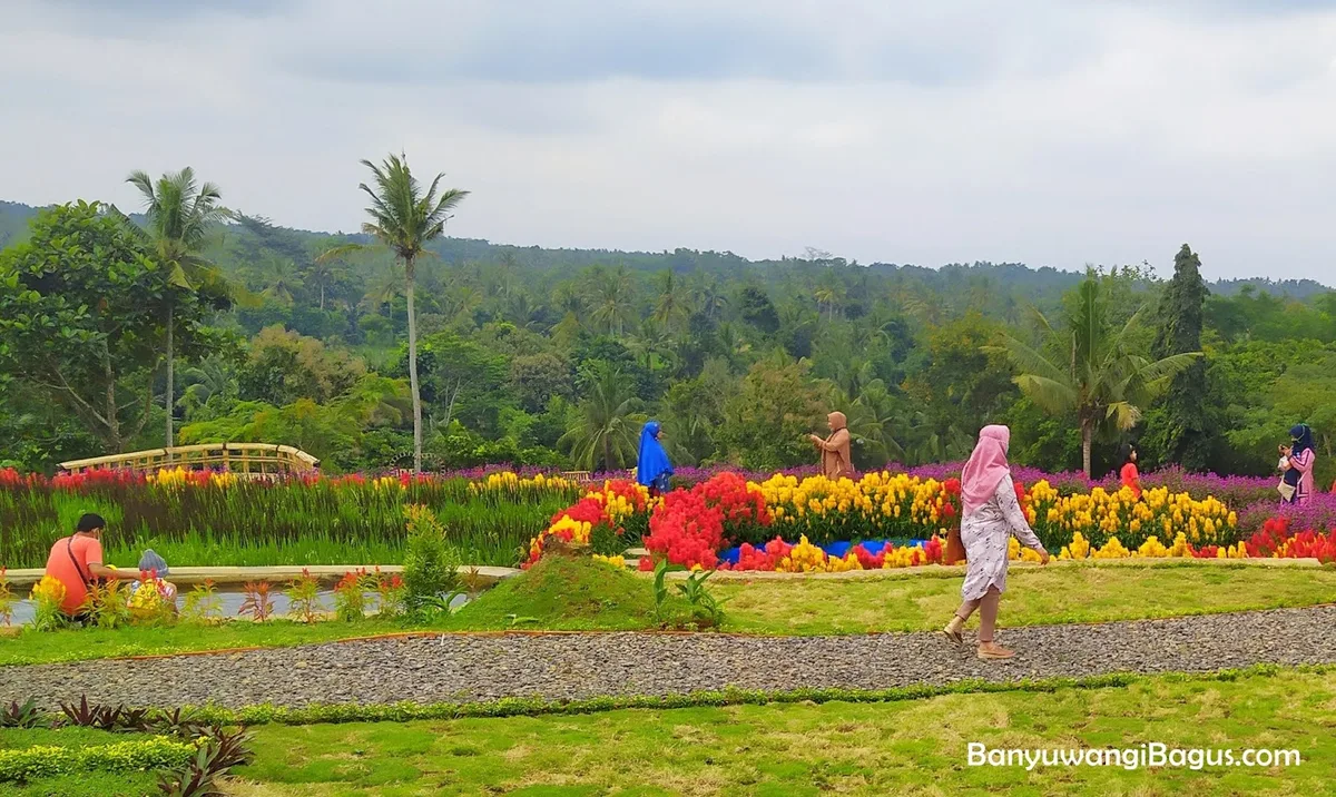 agrowisata tamansuruh banyuwangi, agrowisata tamansuruh,: Pemandangan Gunung Ijen dari Kawasan AWT