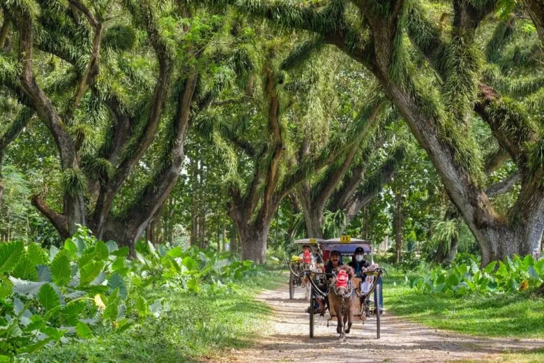 de djawatan benculuk, de djawatan banyuwangi, hutan: Suasana yang Bisa Kamu Rasakan Begitu Masuk Kawasan