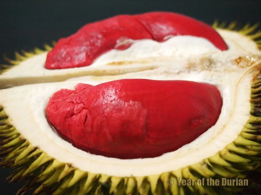 durian merah banyuwangi, durian merah, buah durian merah,: Mitos dan Fakta Seputar Durian Merah Banyuwangi