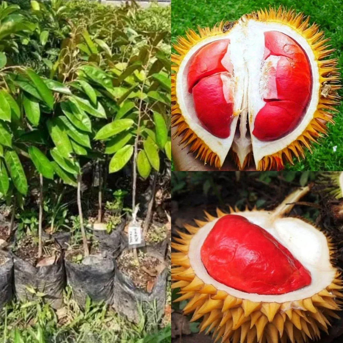 durian merah banyuwangi, durian merah, buah durian merah,: Mengintip Kebun Durian Songgon: Tempat Asal sang Buah Merah